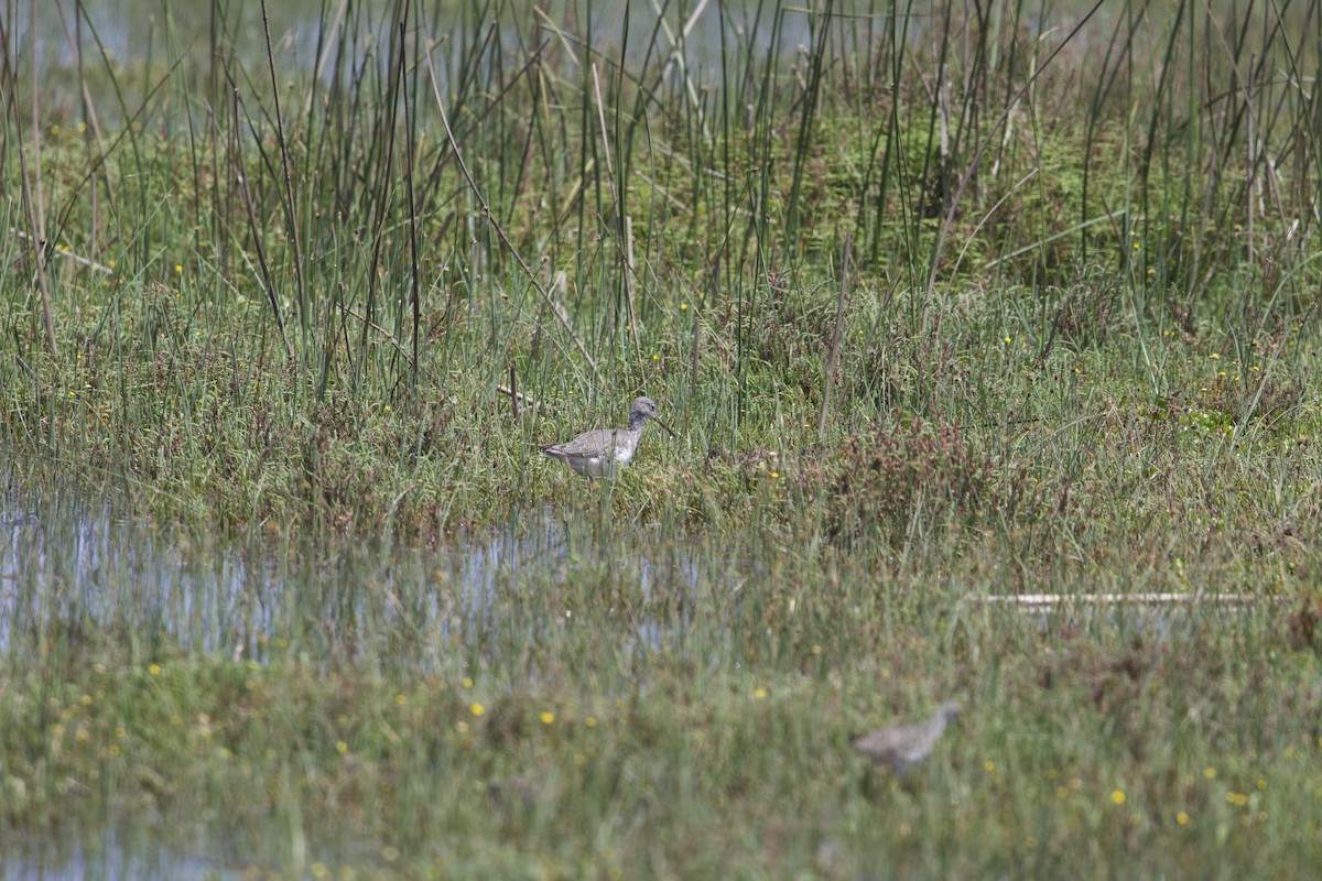 Greater Yellowlegs - ML638267192
