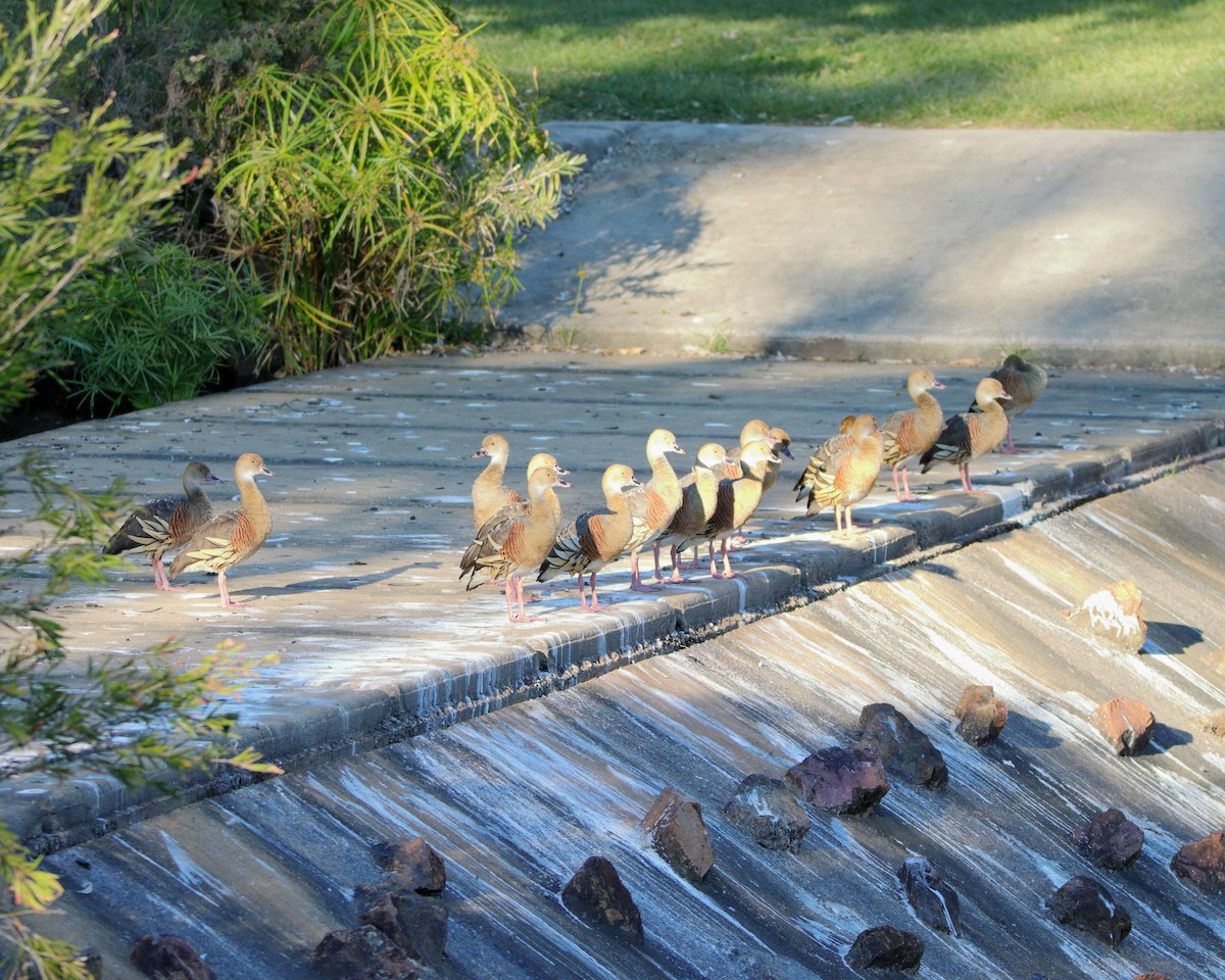 Plumed Whistling-Duck - ML638267206