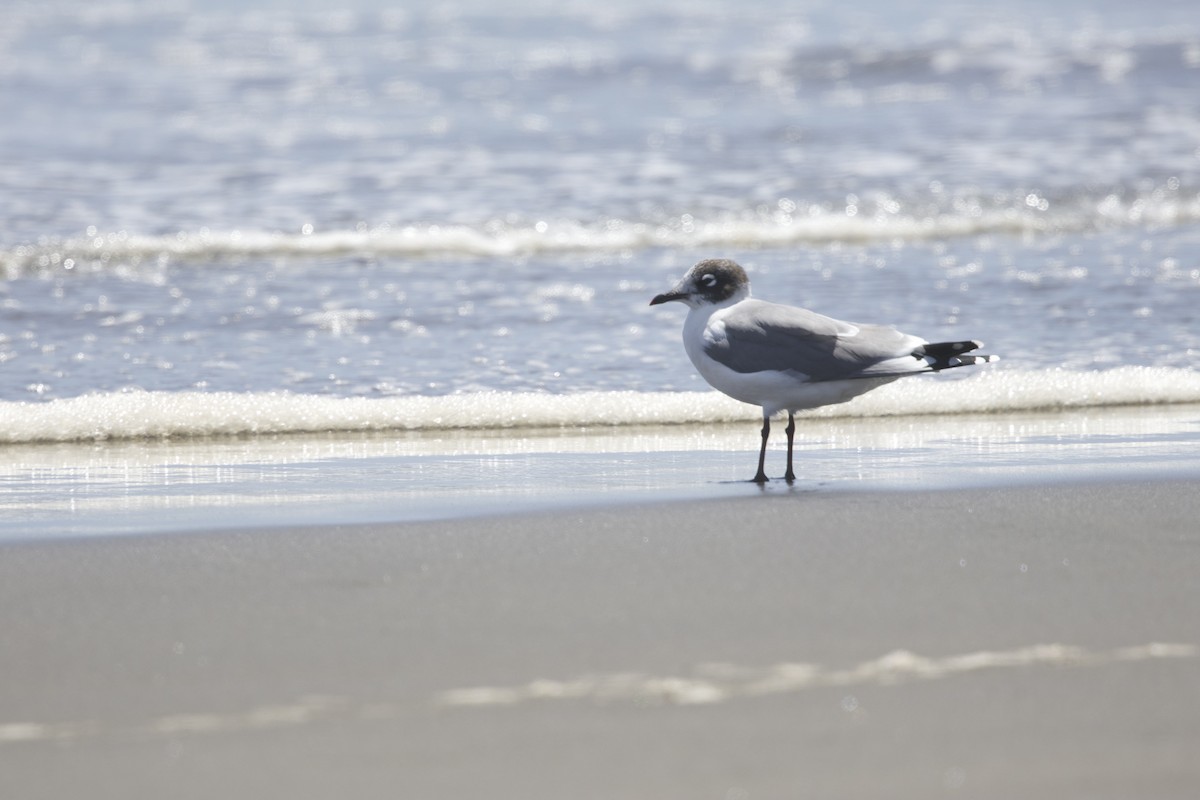 Franklin's Gull - ML638267209