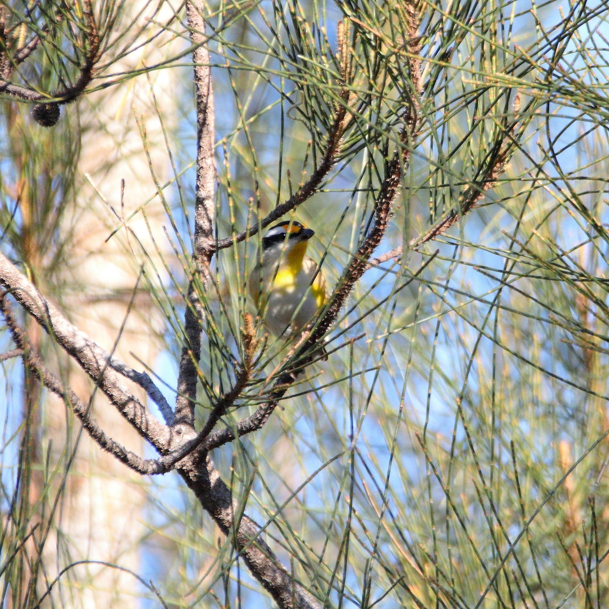 Striated Pardalote - ML638267212