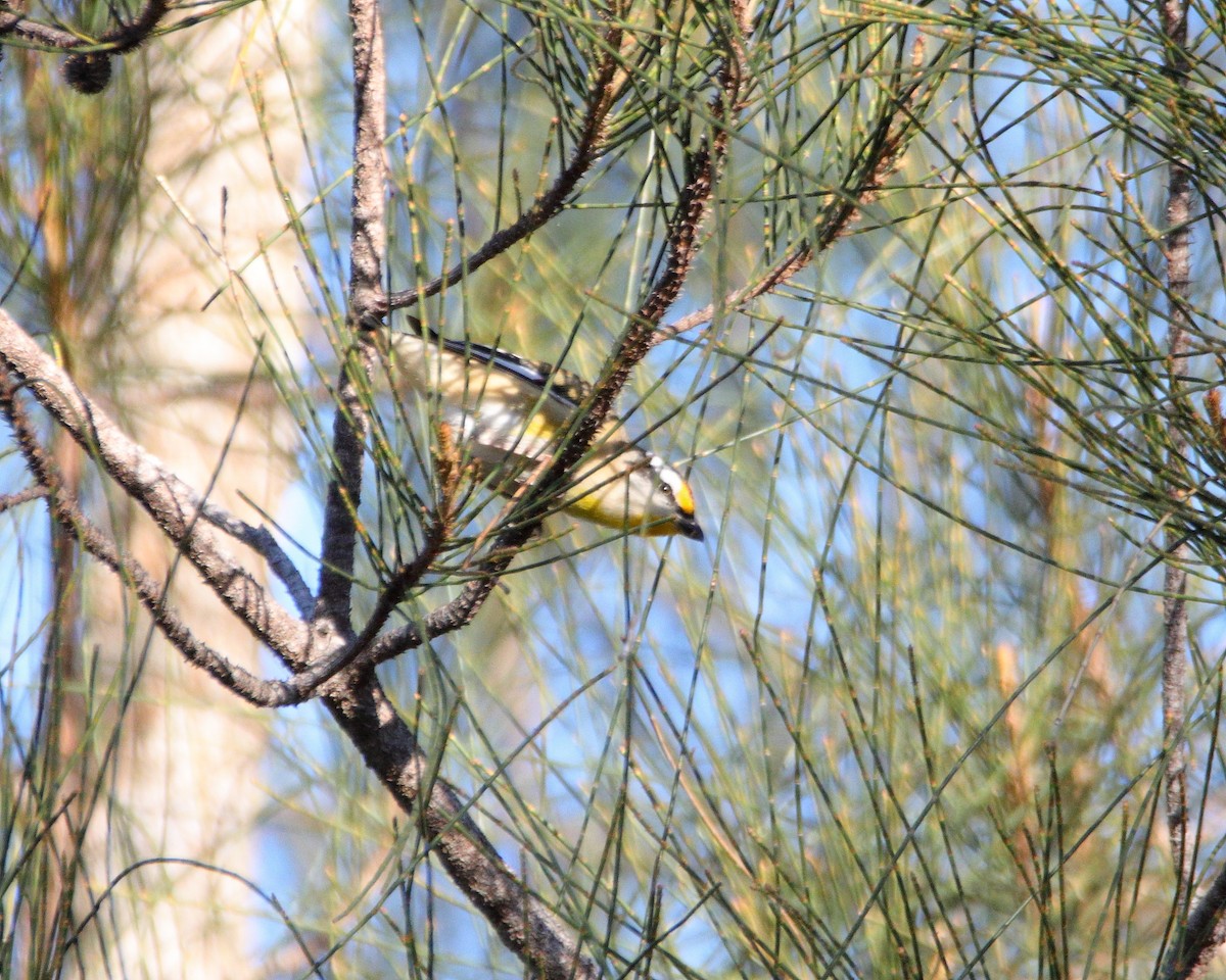 Striated Pardalote - ML638267213