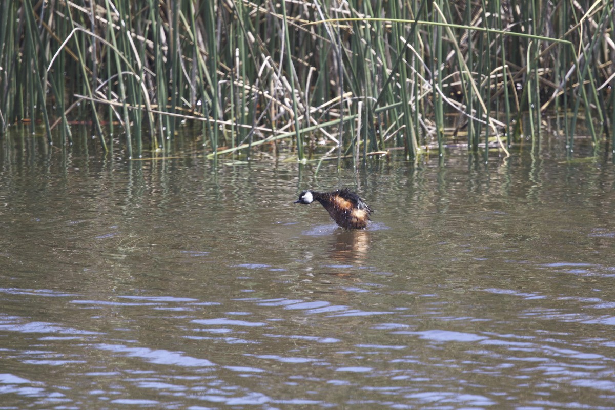White-tufted Grebe - ML638267215