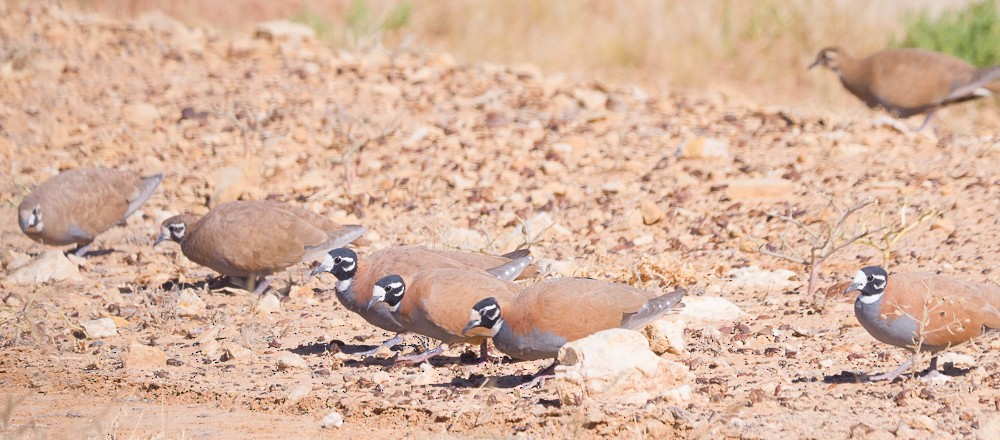 Flock Bronzewing - ML638267217
