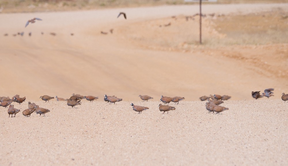 Flock Bronzewing - ML638267218