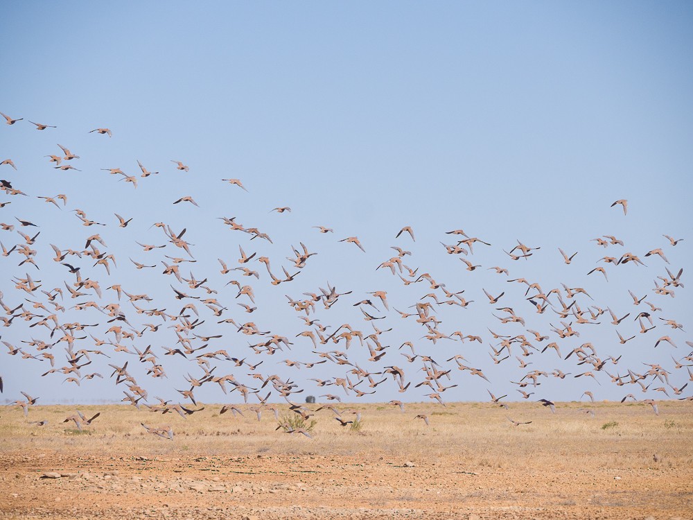 Flock Bronzewing - ML638267219