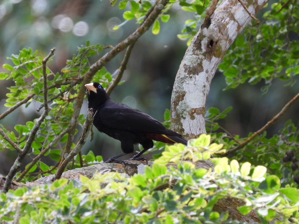 Crested Oropendola - ML638267220