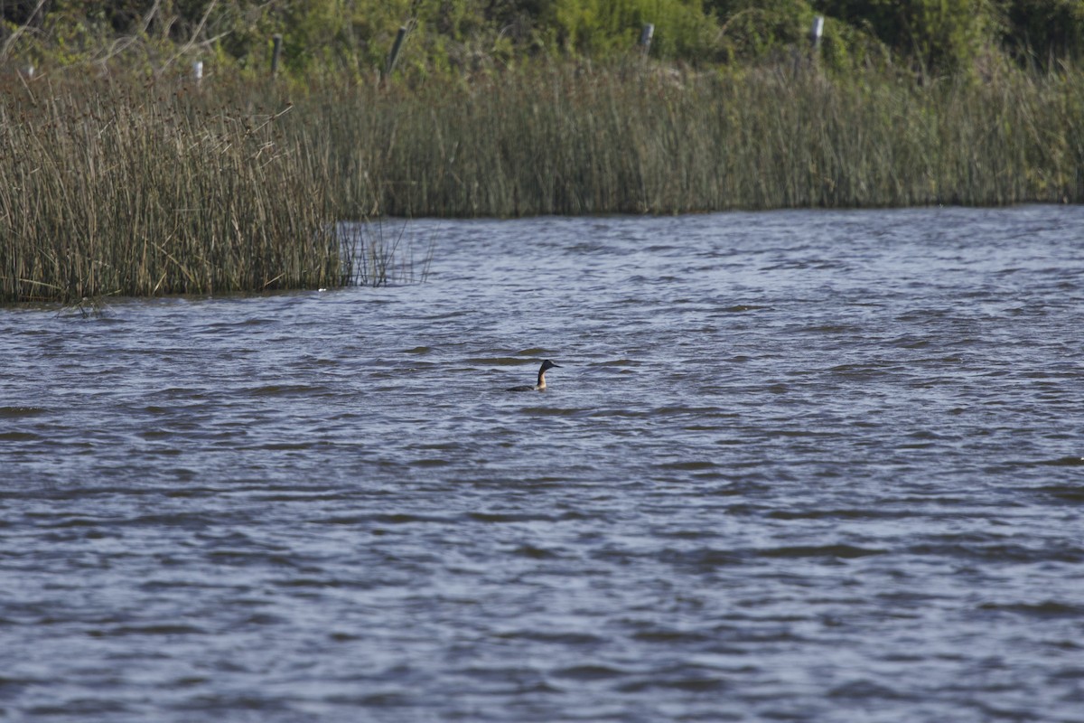 Great Grebe - ML638267224