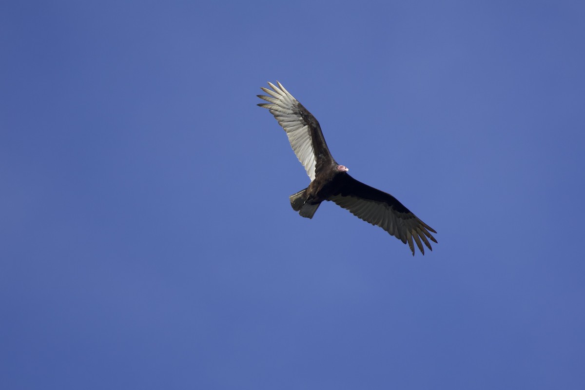 Turkey Vulture (South Temperate) - ML638267227
