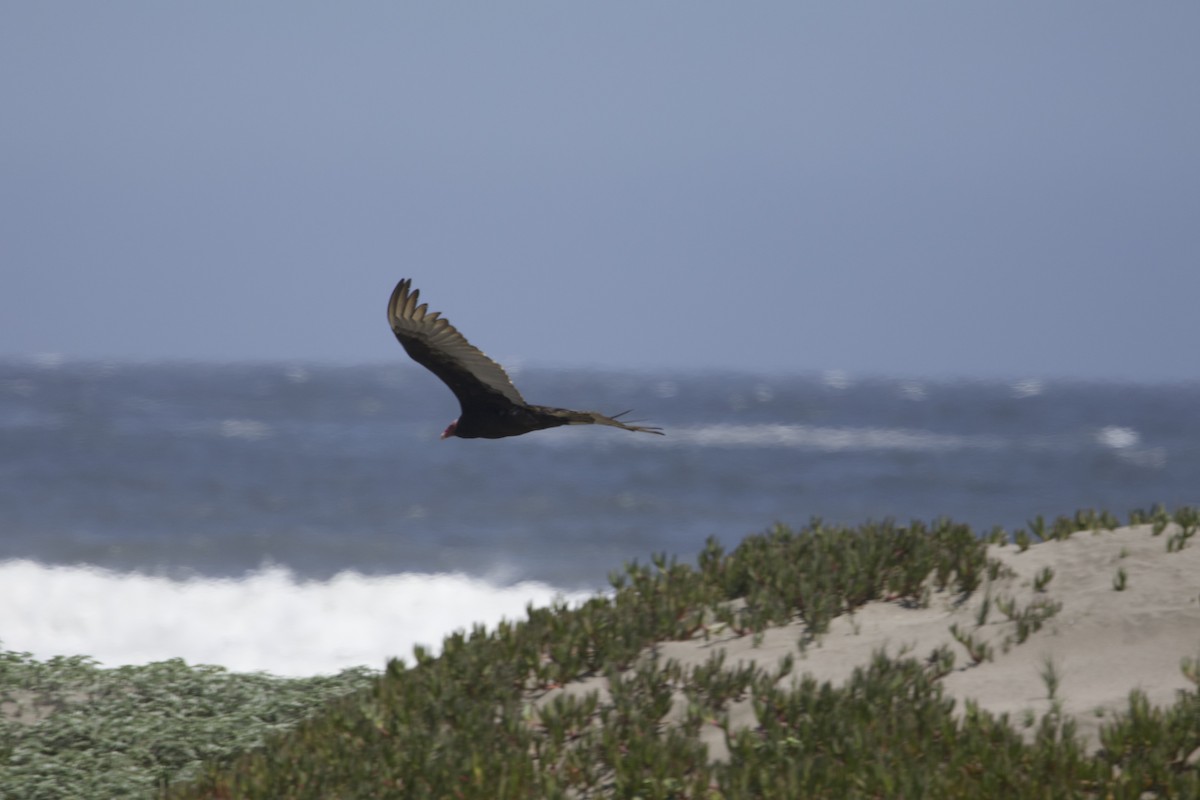 Turkey Vulture (South Temperate) - ML638267228