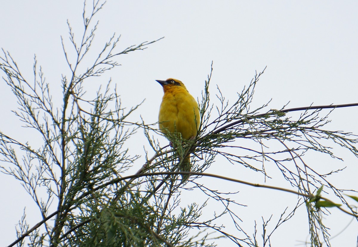 Baglafecht Weaver - ML638267234