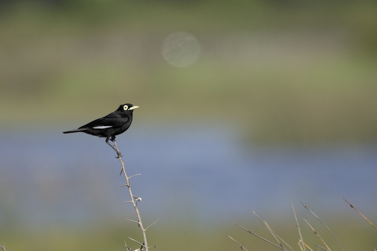 Spectacled Tyrant - ML638267242