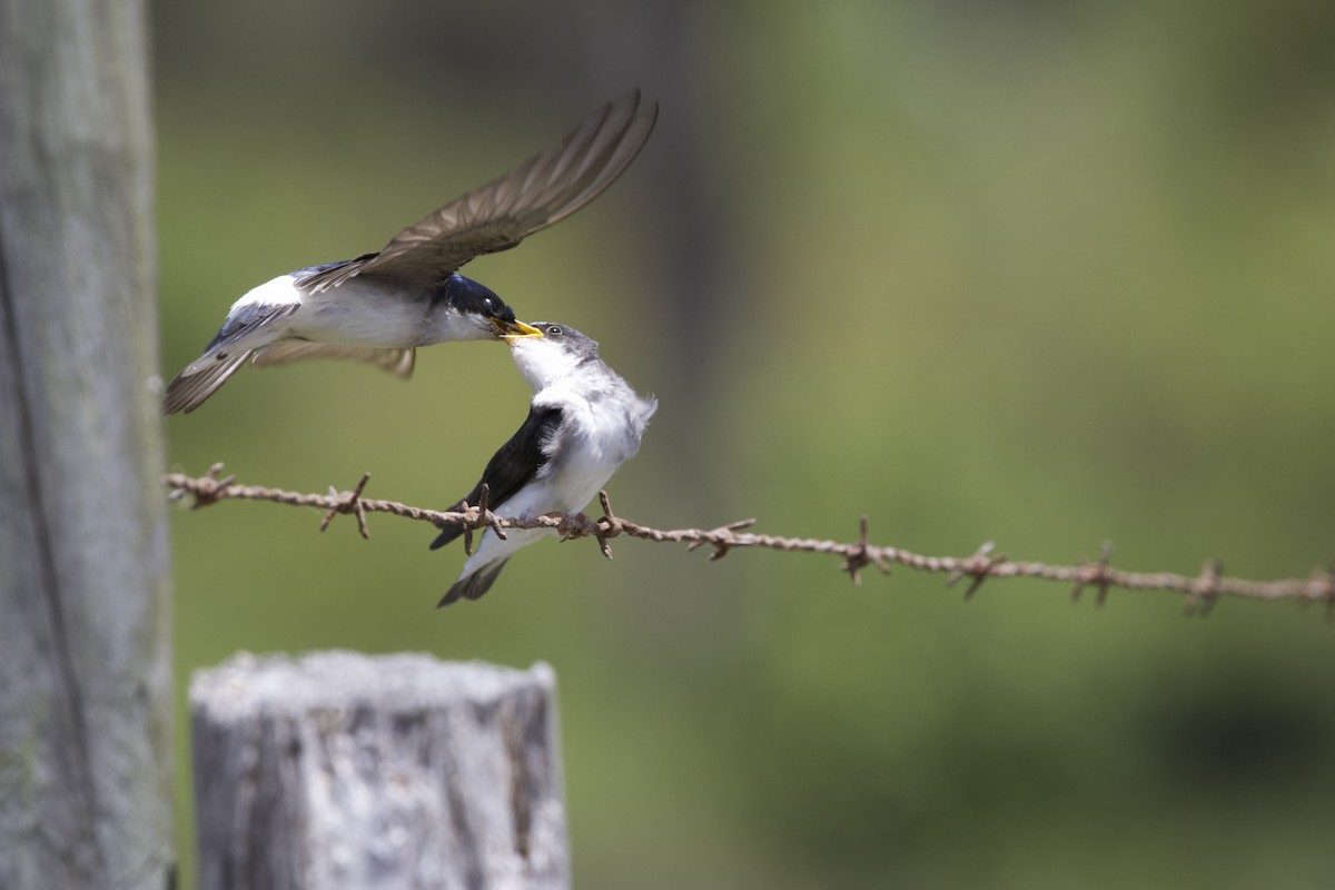 Chilean Swallow - ML638267244