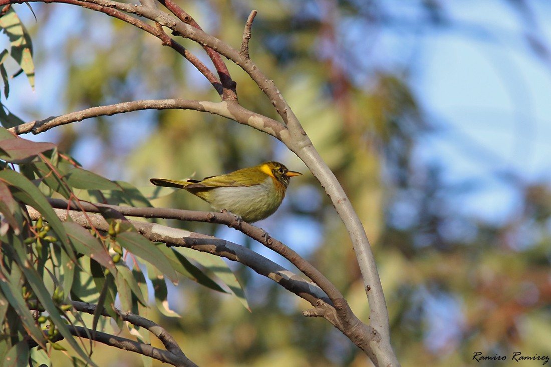 Guira Tanager - ML638267253