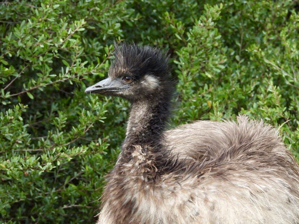 Emu - ML638267256