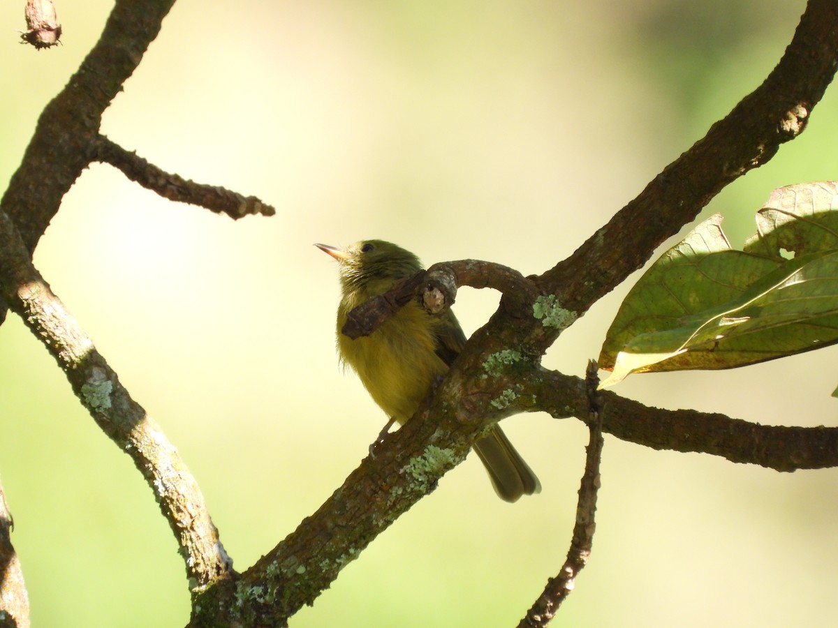Ochre-bellied Flycatcher - ML638267257