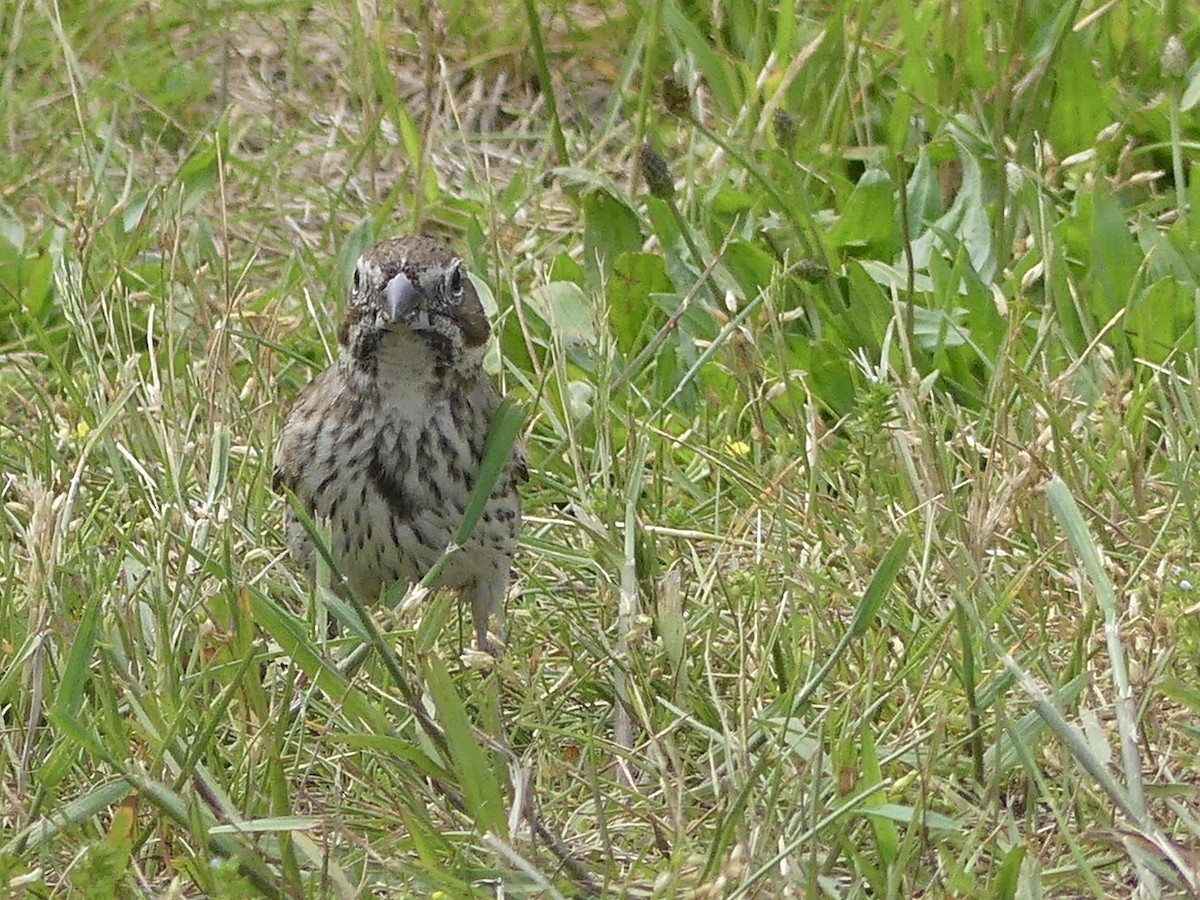 Lark Bunting - ML638267258