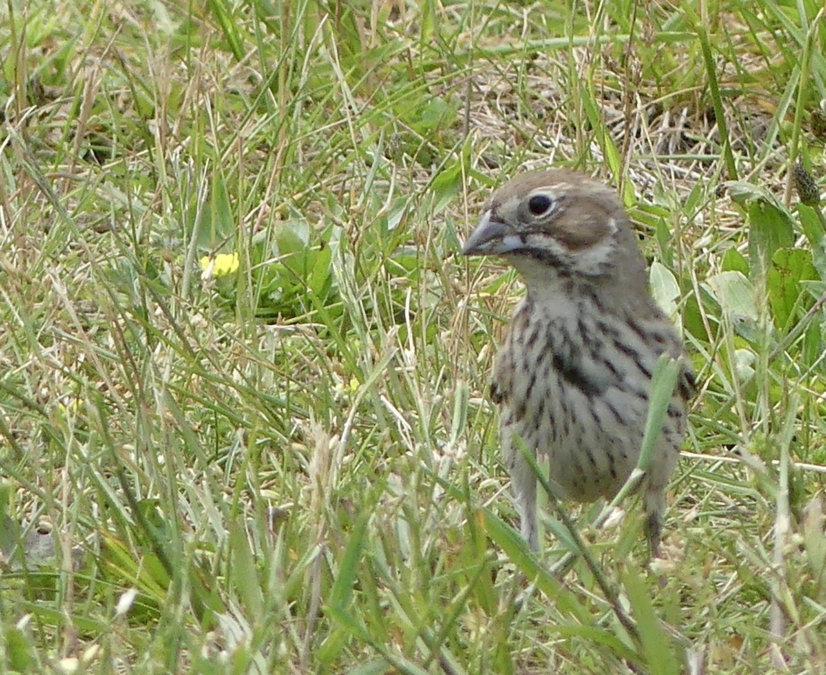 Lark Bunting - ML638267259