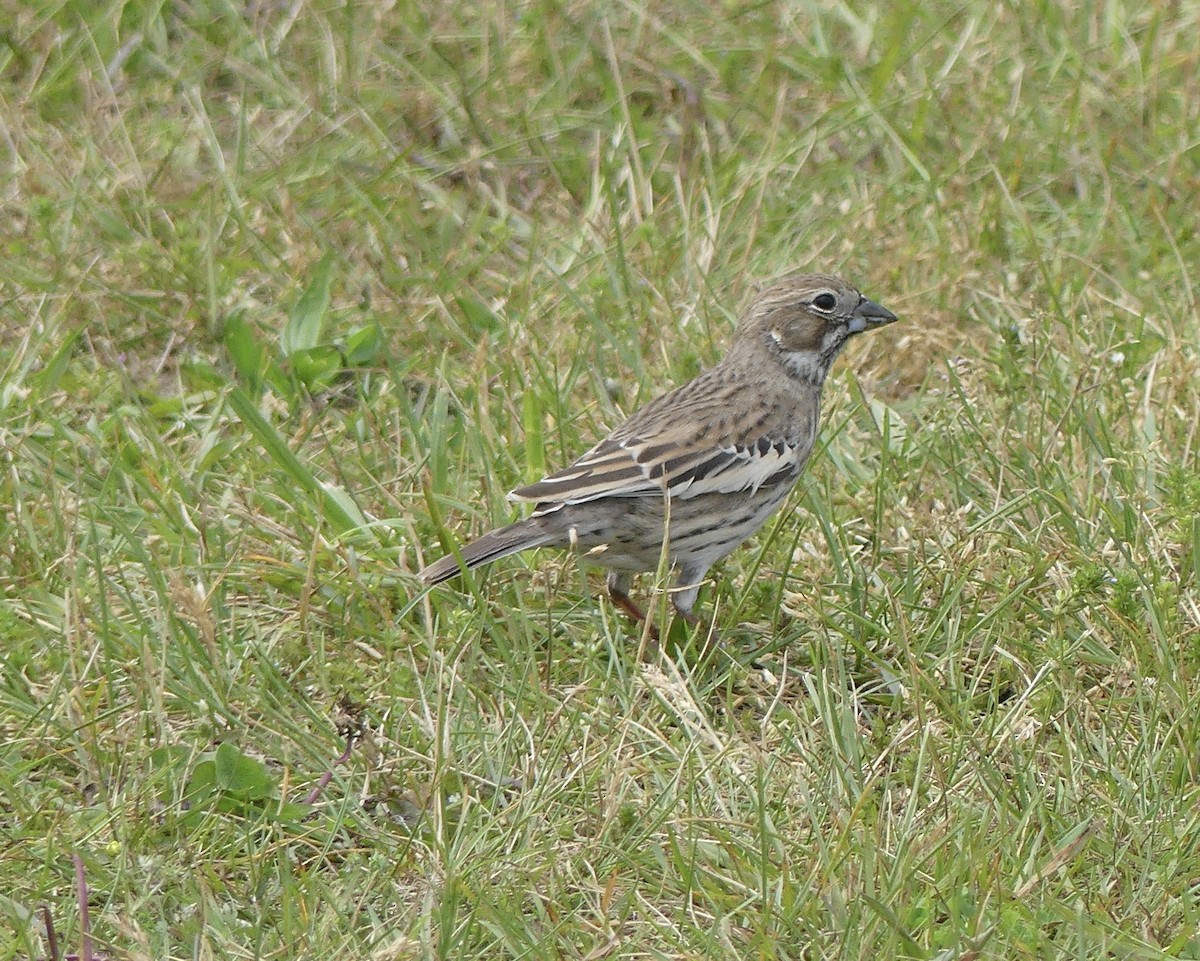 Lark Bunting - ML638267260