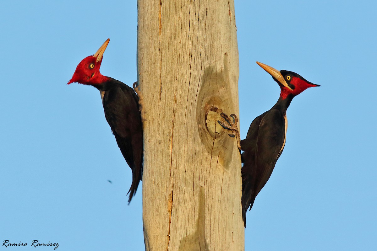 Cream-backed Woodpecker - ML638267263