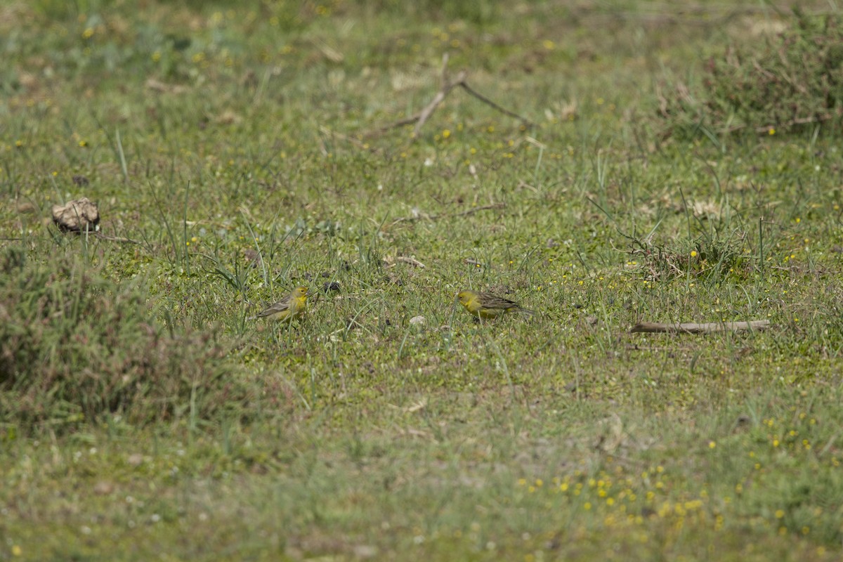 Grassland Yellow-Finch (Grassland) - ML638267276