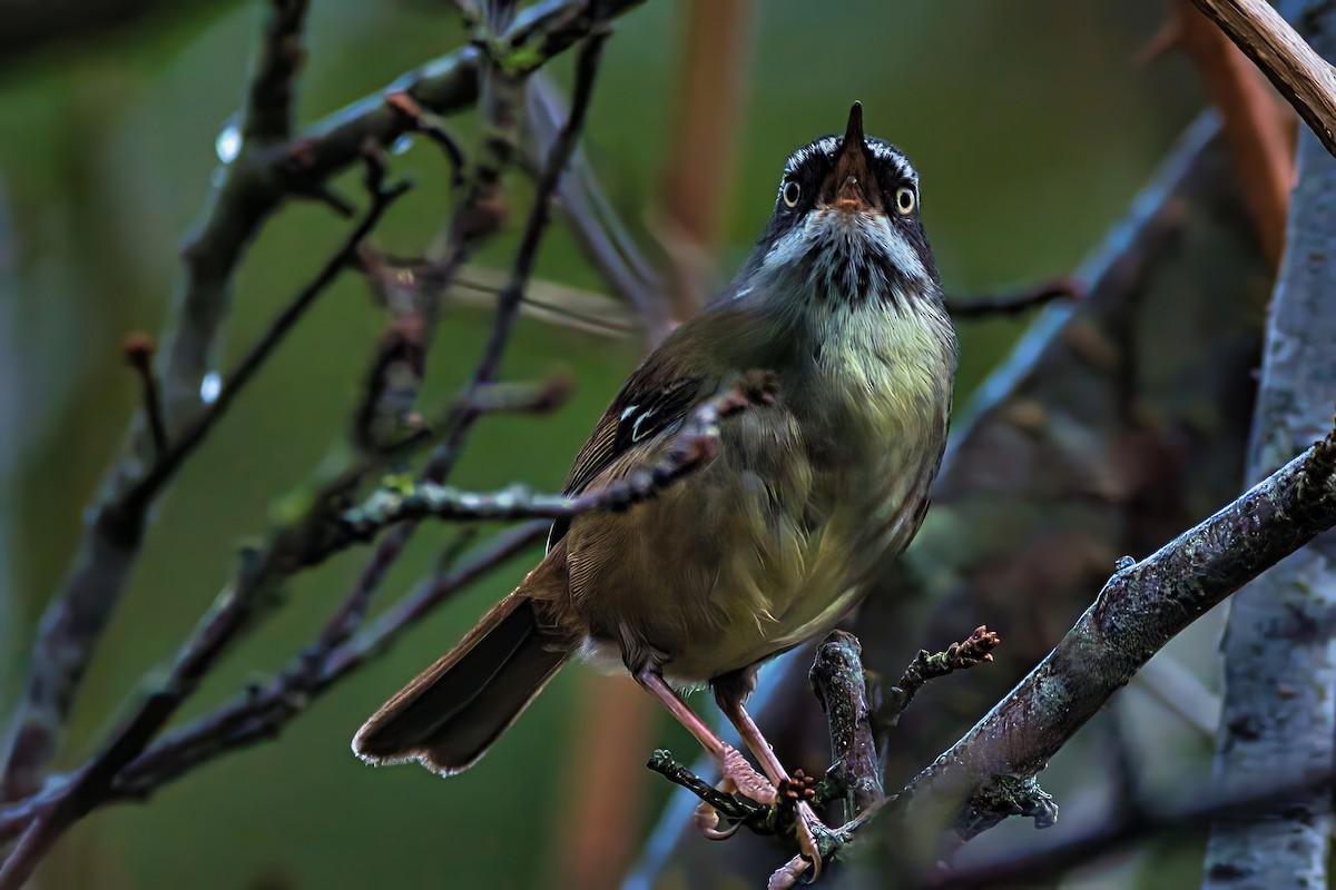 White-browed Scrubwren (White-browed) - ML638267280