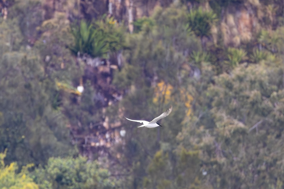 Australian Tern - ML638267281