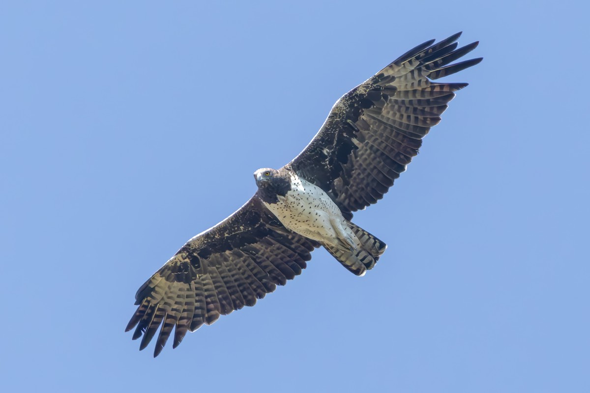 Martial Eagle - ML638267297