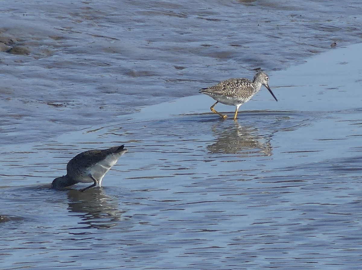 Greater Yellowlegs - ML638267320