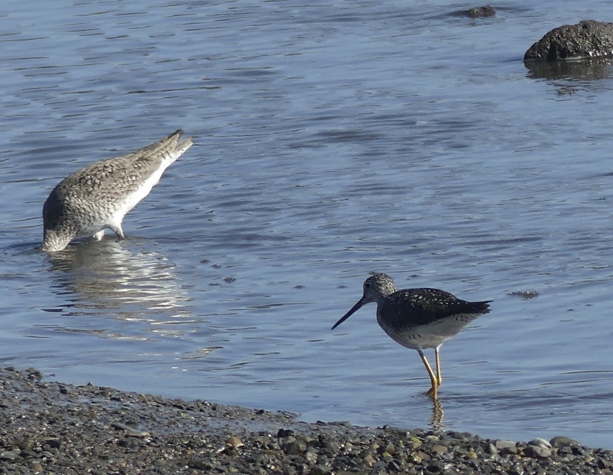 Greater Yellowlegs - ML638267321
