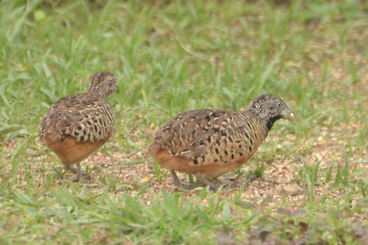 Barred Buttonquail - ML638267325