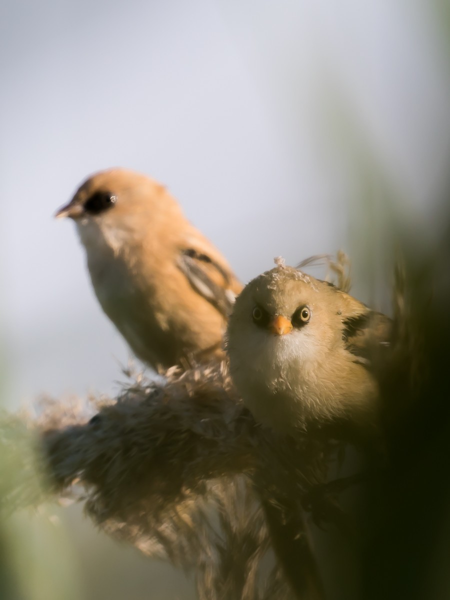 Bearded Reedling - ML638267328