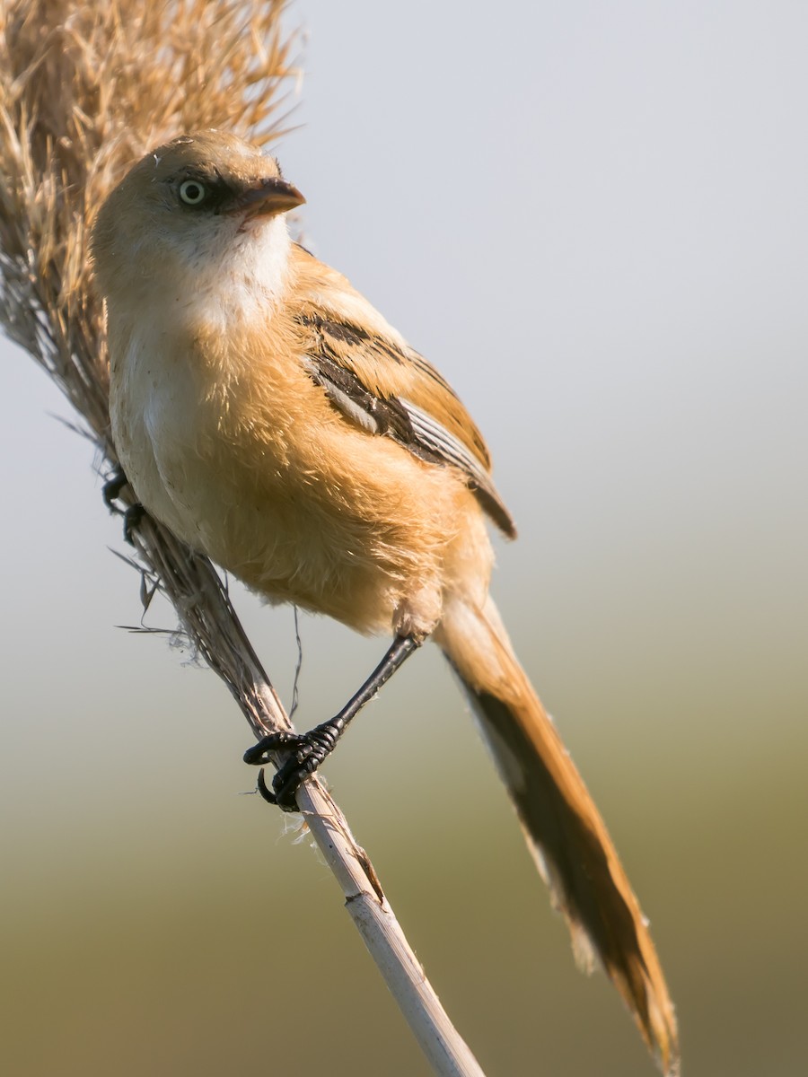 Bearded Reedling - ML638267329