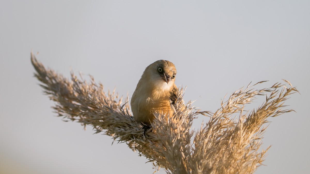 Bearded Reedling - ML638267330