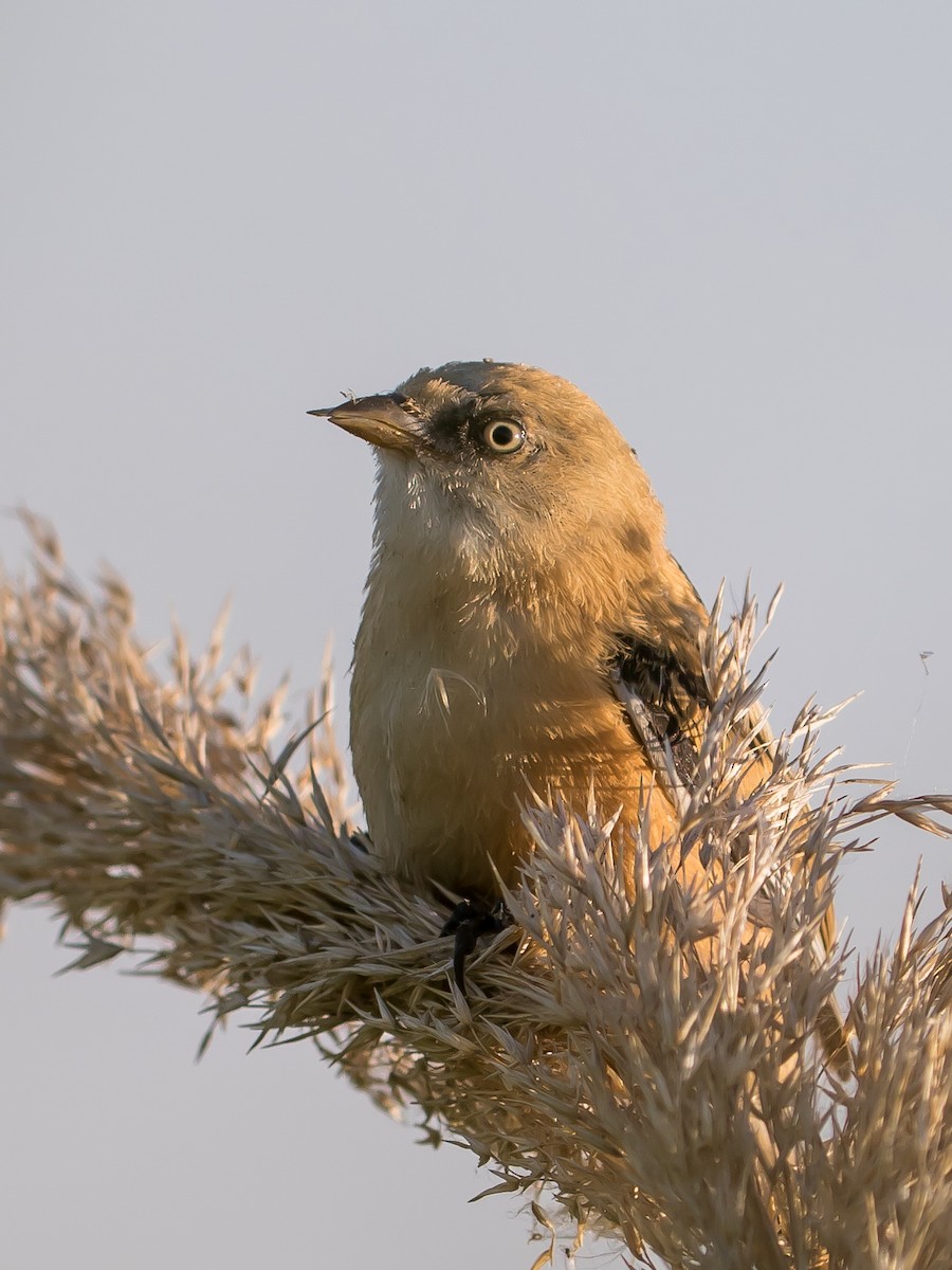 Bearded Reedling - ML638267332