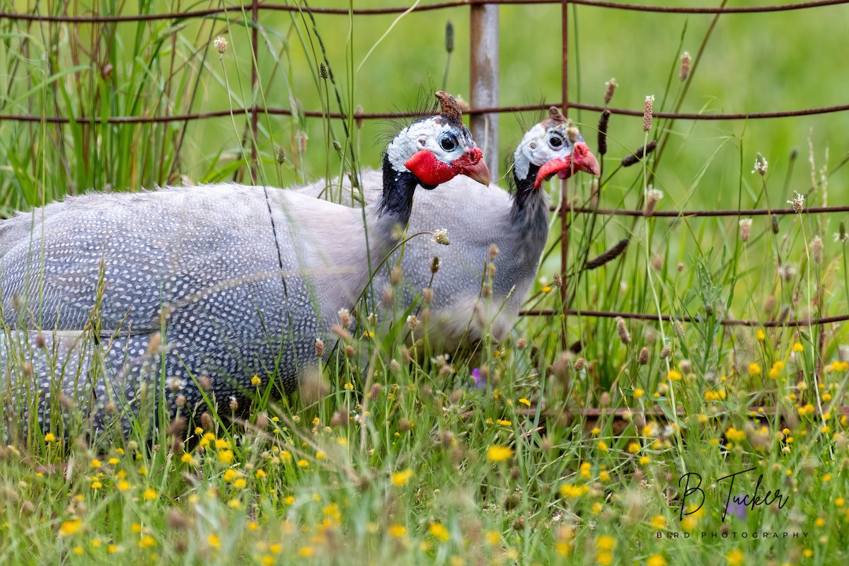 Helmeted Guineafowl (Domestic type) - ML638267343