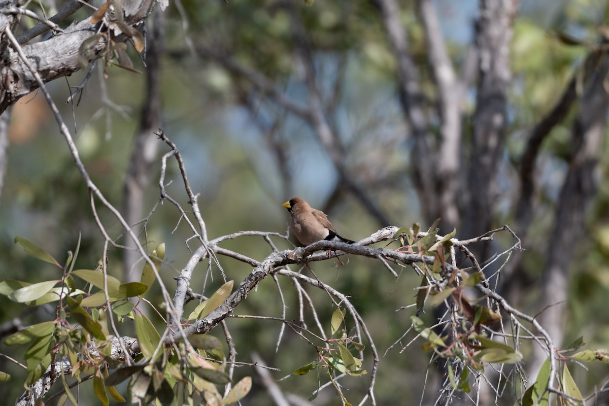 Masked Finch - ML638267347