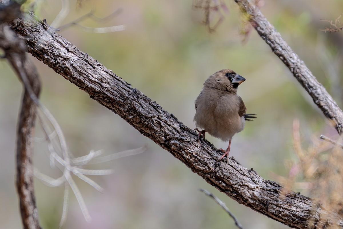 Masked Finch - ML638267348