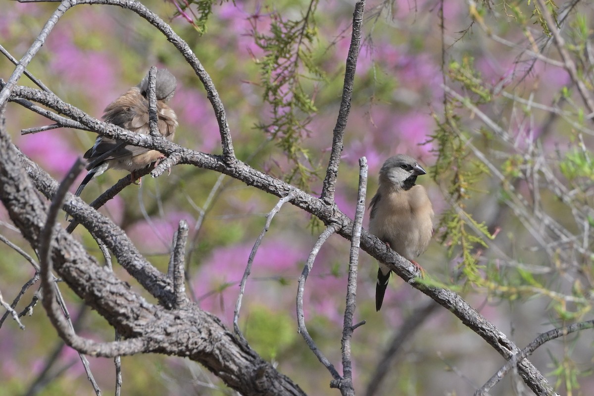 Long-tailed Finch - ML638267354