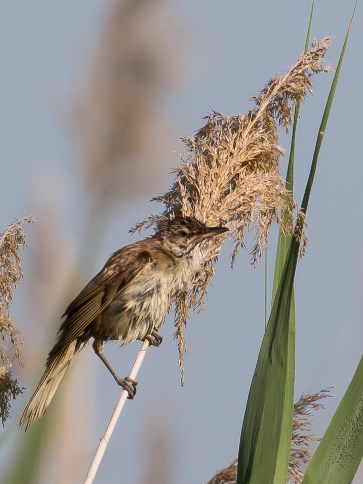 Great Reed Warbler - ML638267366