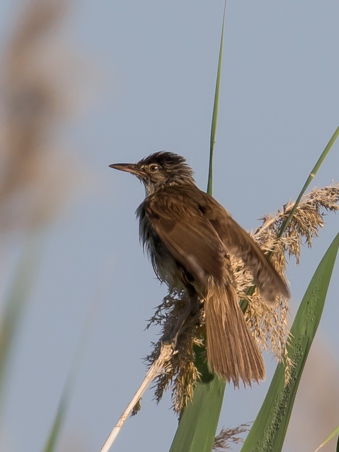 Great Reed Warbler - ML638267367