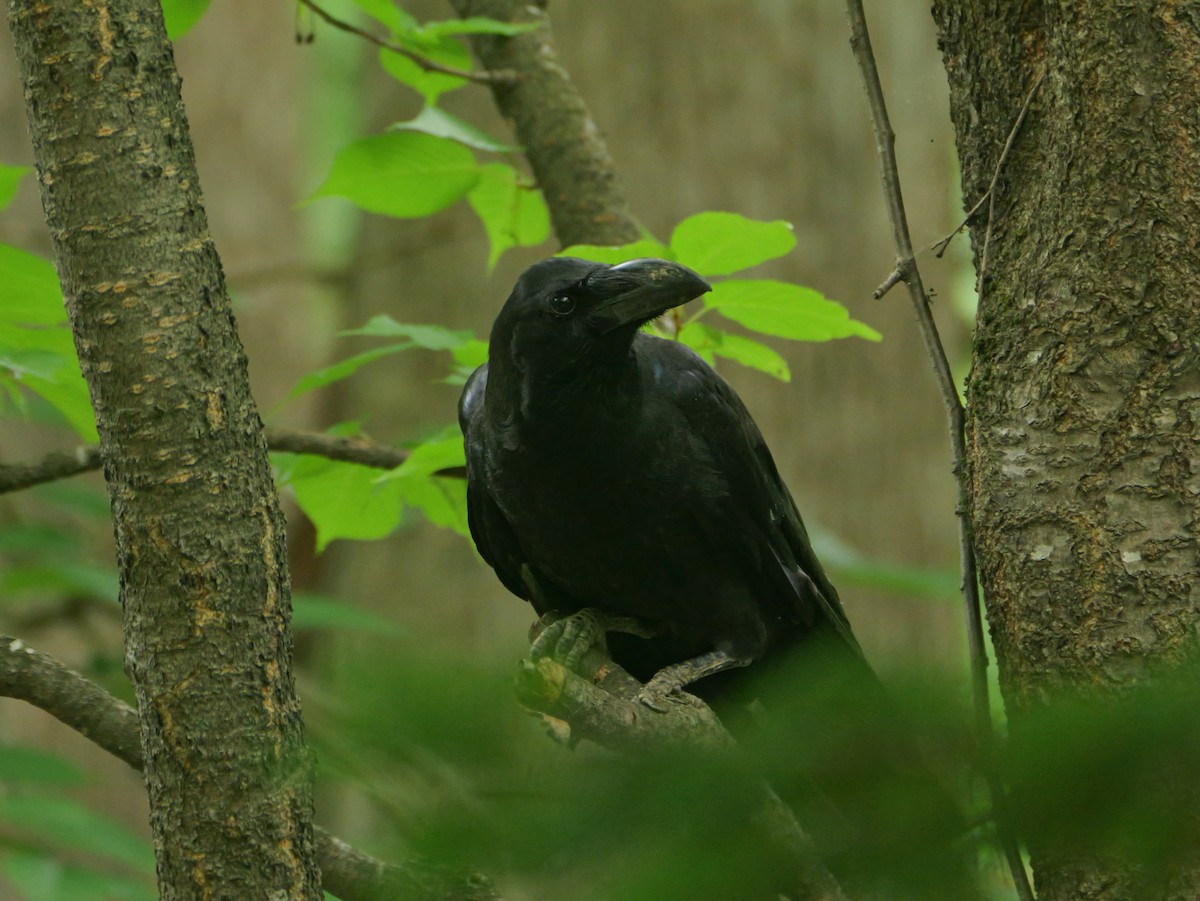 Large-billed Crow - ML638267375