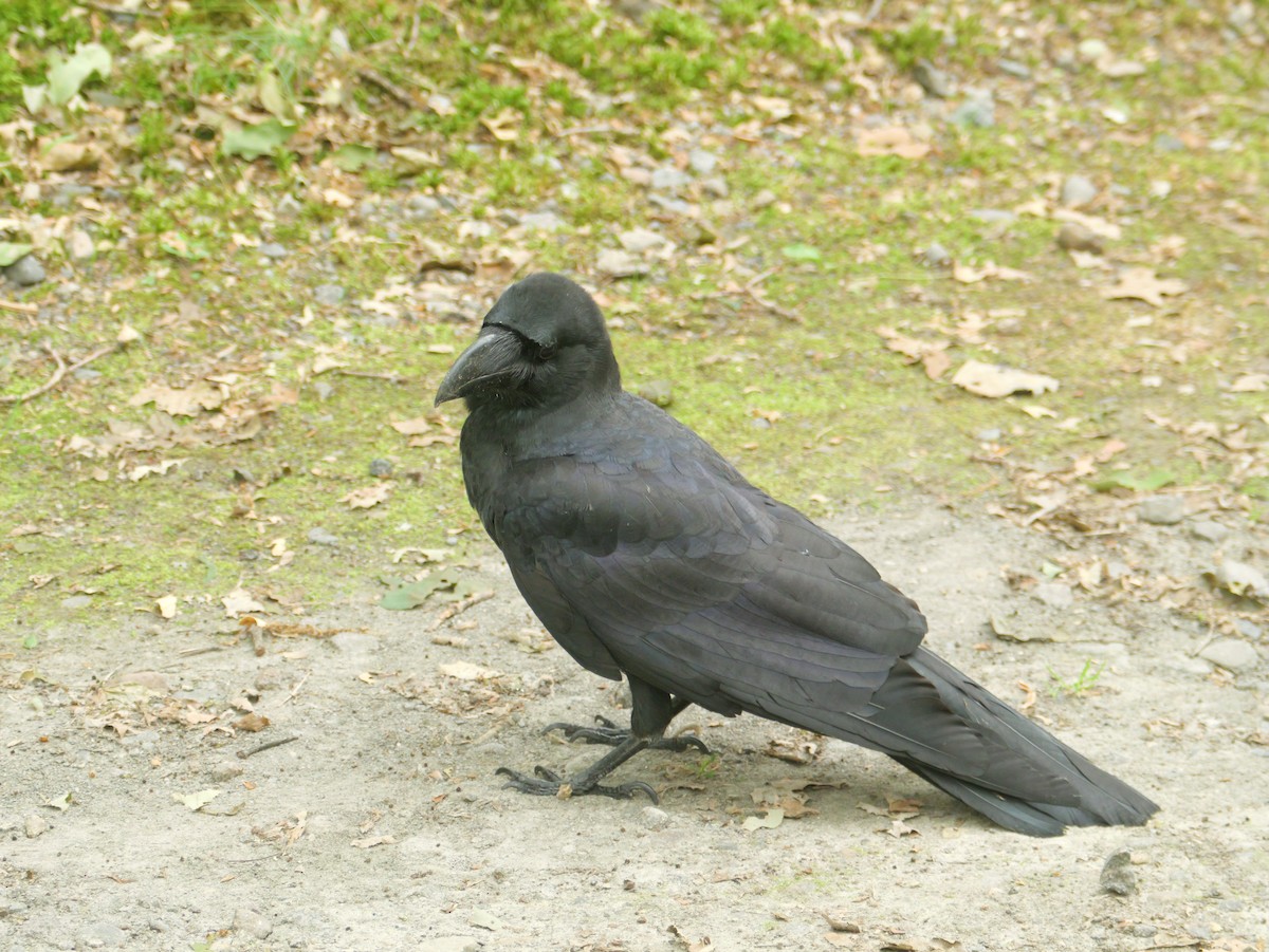 Large-billed Crow - ML638267376