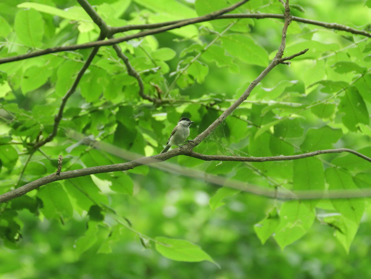 Marsh Tit - ML638267377