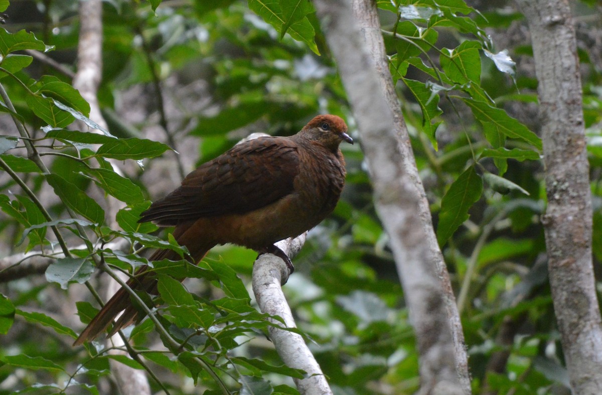 Brown Cuckoo-Dove - ML638267378