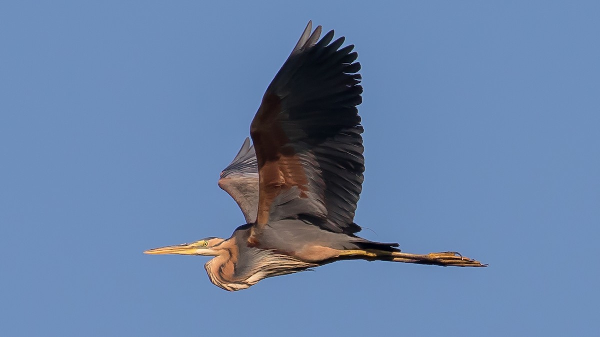 Purple Heron - ML638267381