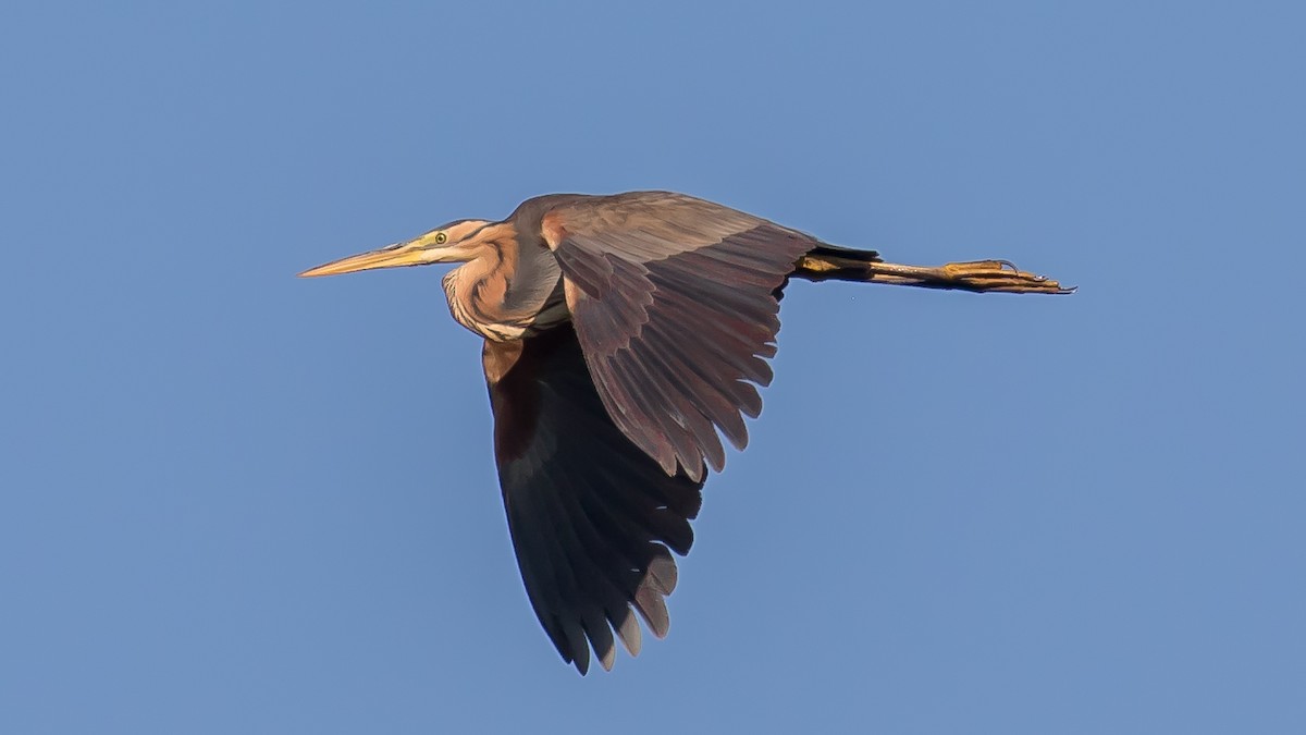 Purple Heron - ML638267382