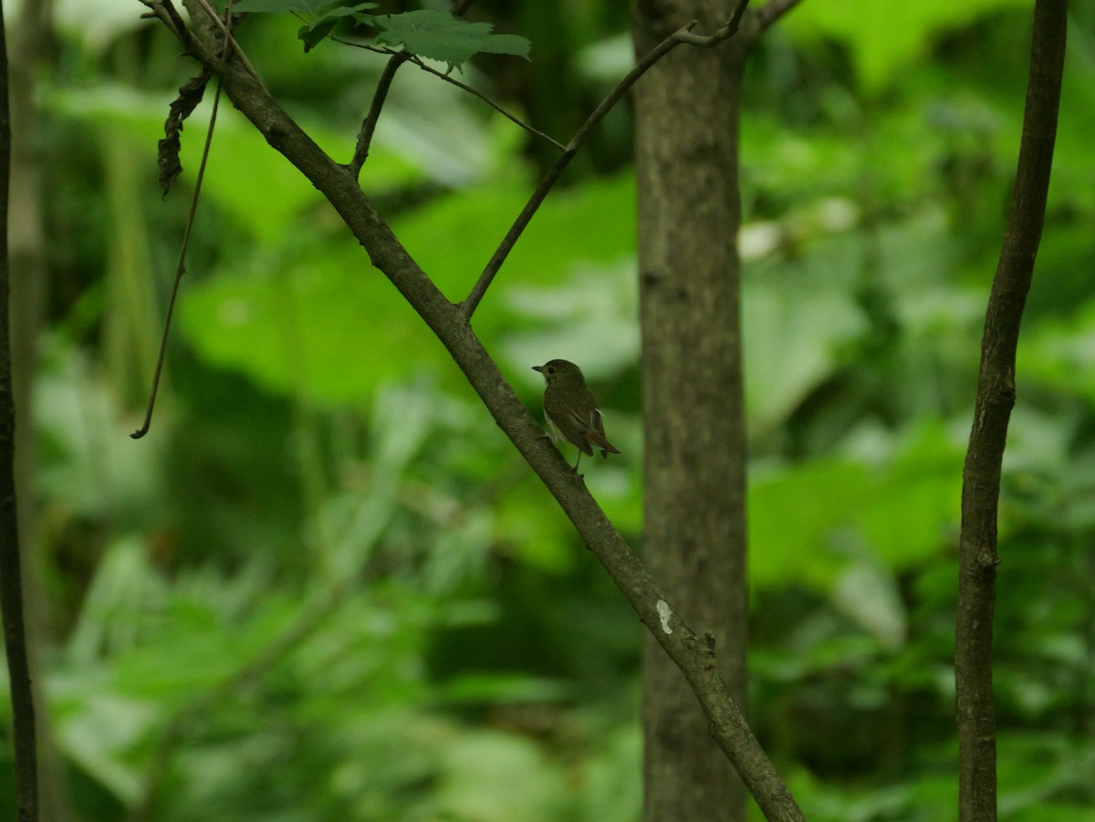 Narcissus Flycatcher - ML638267389