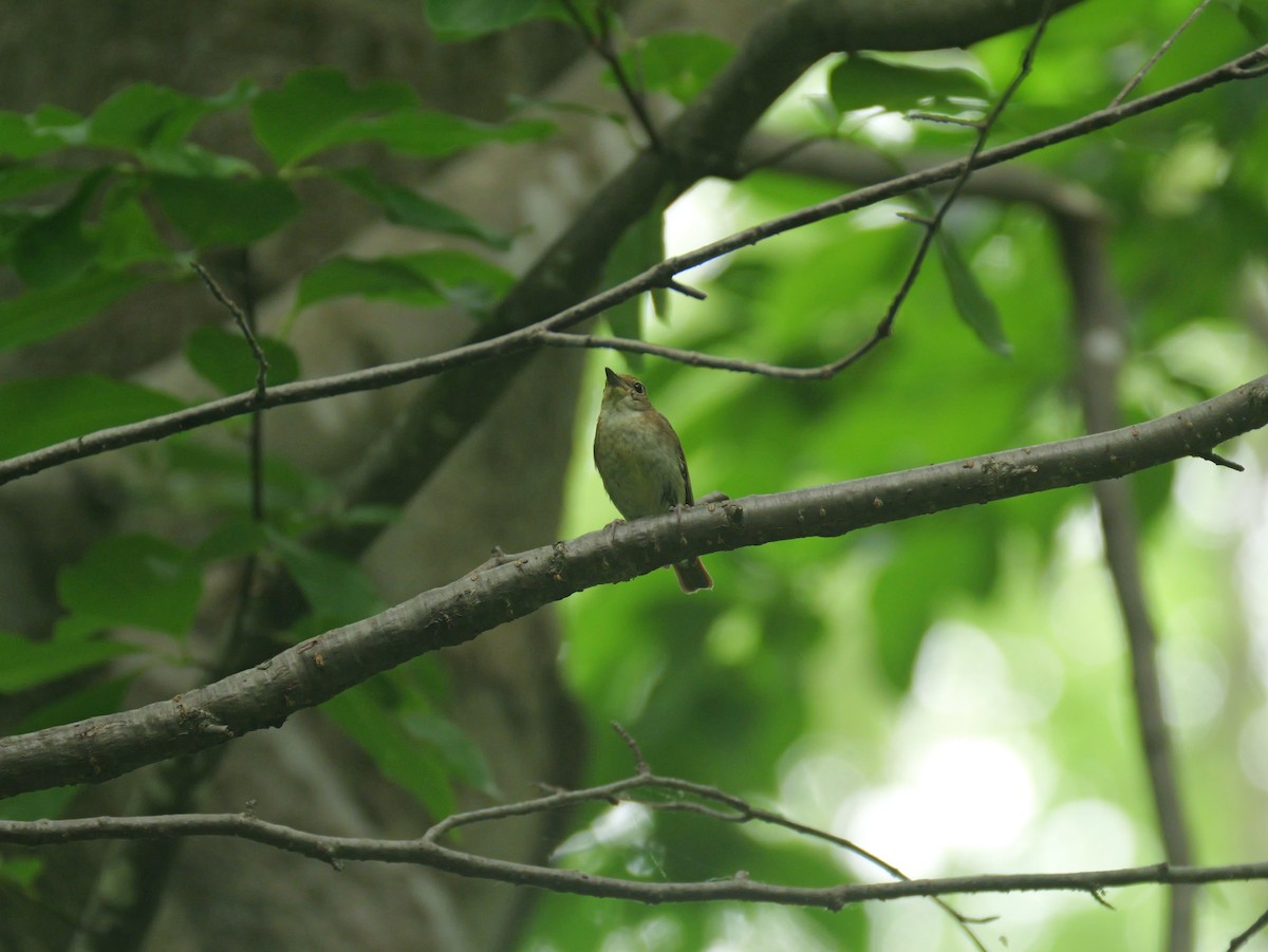 Narcissus Flycatcher - ML638267390