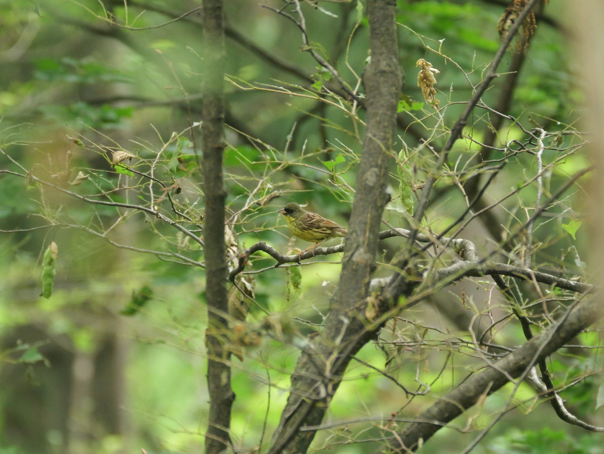 Masked Bunting - ML638267396