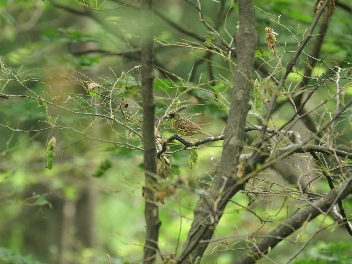 Masked Bunting - ML638267398